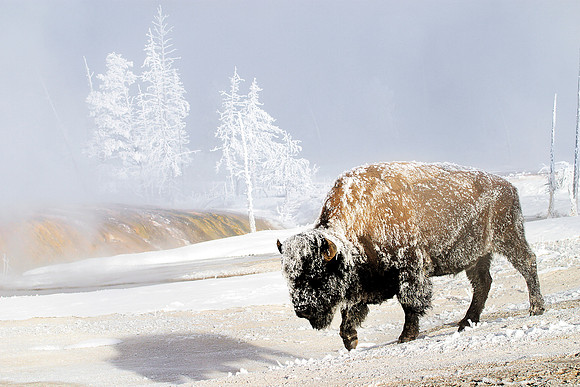 American bison, (Bison bison) "American buffalo," Yellowstone National Park, Wyoming.