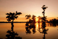 Cypress Island Preserve, Lake Martin (Lake La Pointe), Louisiana.
