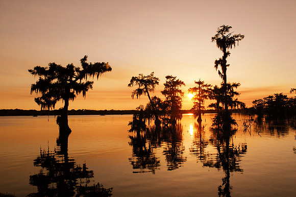 Cypress Island Preserve, Lake Martin (Lake La Pointe), Louisiana.