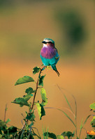 Maasai Mara National Reserve, Kenya.
