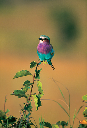 Maasai Mara National Reserve, Kenya.