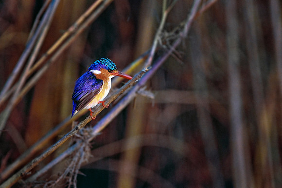Chobe National Park, in northern Botswana.