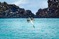 Punta Suárez, Española Island, Galapagos.