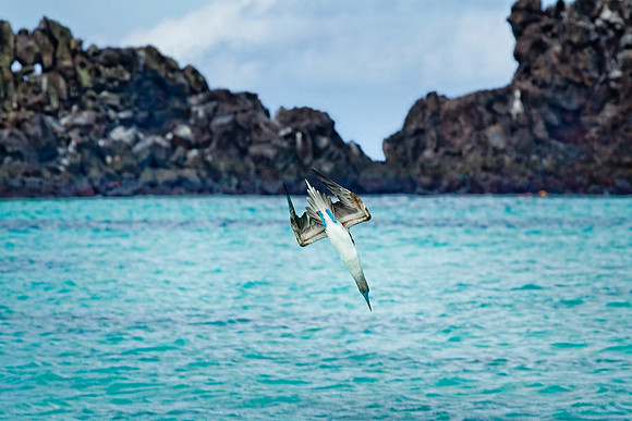 Punta Suárez, Española Island, Galapagos.