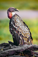 Amboseli National Park, Kenya.