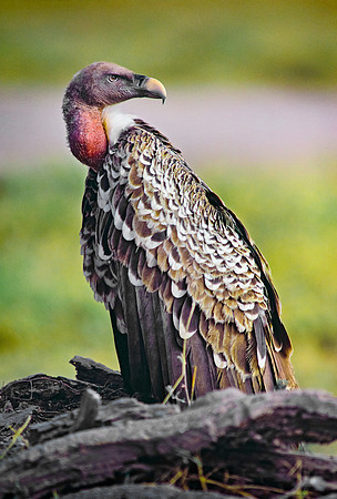 Amboseli National Park, Kenya.