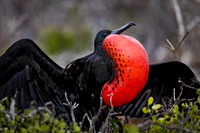 North Seymour Island, Galápagos.