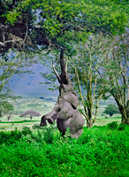 Ngorongoro Crater, Ngorongoro Conservation Area (NCA), Tanzania.