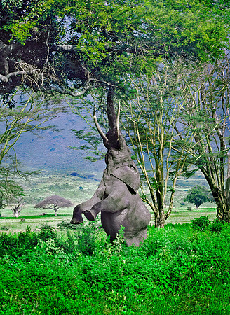 Ngorongoro Crater, Ngorongoro Conservation Area (NCA), Tanzania.