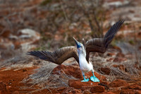 Punta Suárez, Española Island, Galapagos.