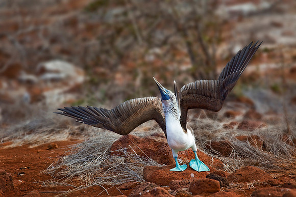 Punta Suárez, Española Island, Galapagos.