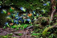 Amazon rainforest, Ecuador, South America.
