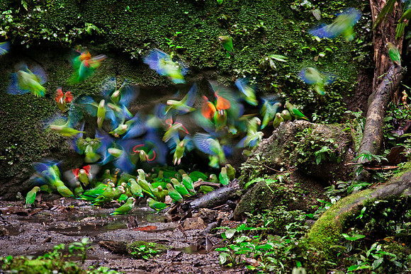 Amazon rainforest, Ecuador, South America.