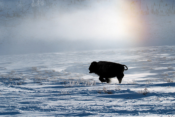Yellowstone National Park, Wyoming.