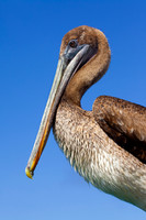 Galápagos Islands.