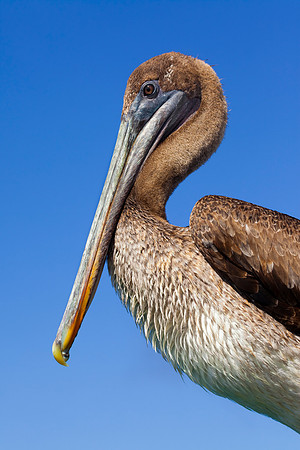 Galápagos Islands.