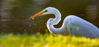 Petty Gulf Lake, Florida.