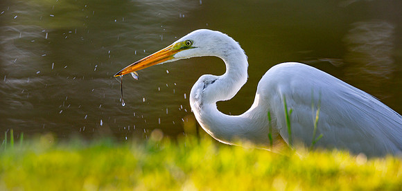 Petty Gulf Lake, Florida.