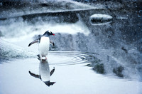 Antarctic Peninsula.