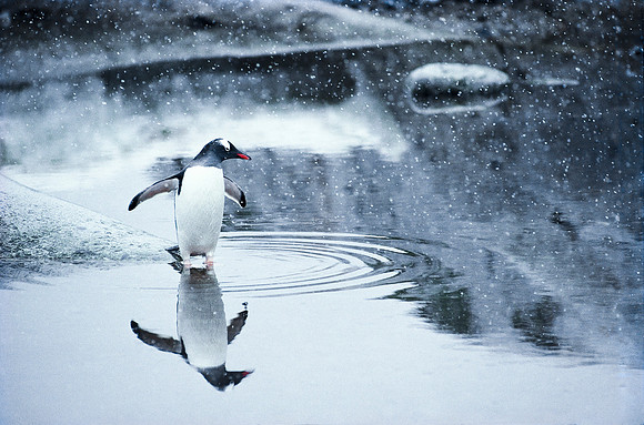 Antarctic Peninsula.