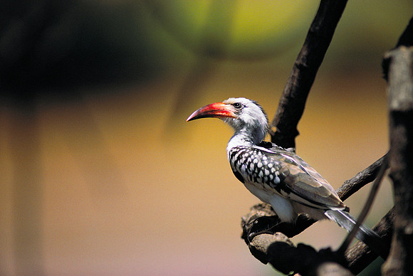 Samburu, Kenya.