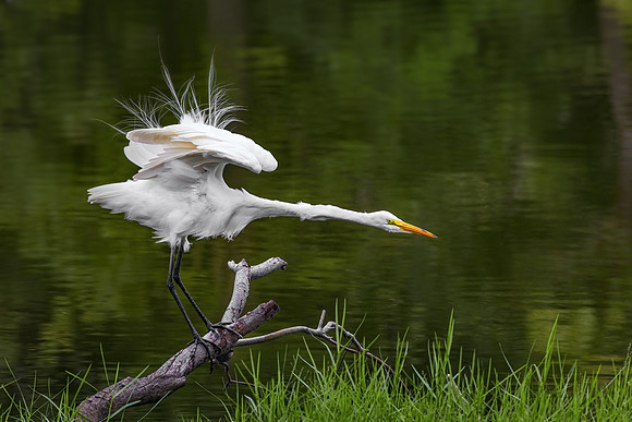Petty Gulf Lake, Florida.
