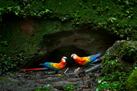 Añangu Rainforest, Yasuní National Park, Amazonia, Ecuador.