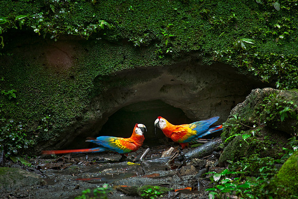 Añangu Rainforest, Yasuní National Park, Amazonia, Ecuador.