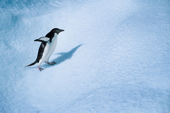 Antarctic coast, Antarctica.