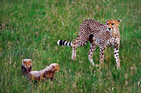 Maasai Mara National Reserve, Kenya.