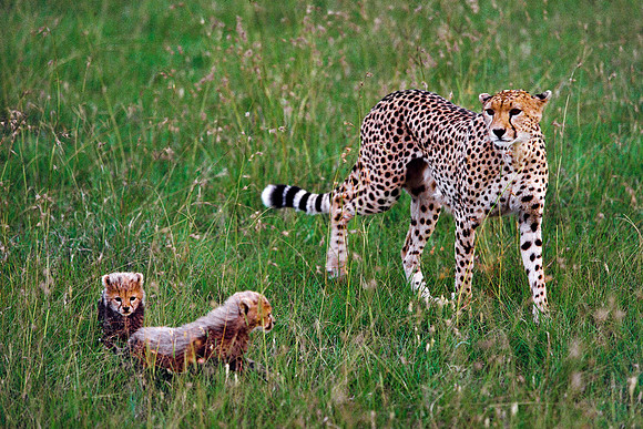 Maasai Mara National Reserve, Kenya.