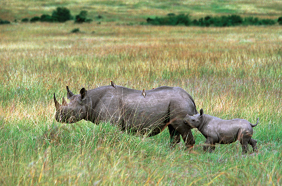 Maasai Mara National Reserve, Kenya.