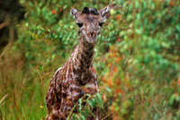 Maasai Mara National Reserve, Kenya.