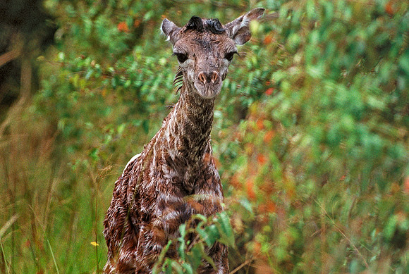 Maasai Mara National Reserve, Kenya.
