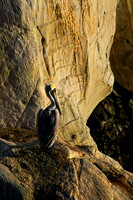 Montaña de Oro ("Mountain of Gold" in Spanish) State Park, California