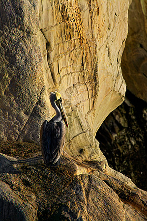 Montaña de Oro ("Mountain of Gold" in Spanish) State Park, California