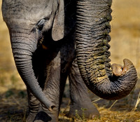 Chobe National Park, in northern Botswana.