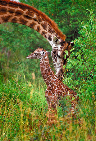 Maasai Mara National Reserve, Kenya.