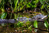 Edward Ball Wakulla Springs State Park , FL