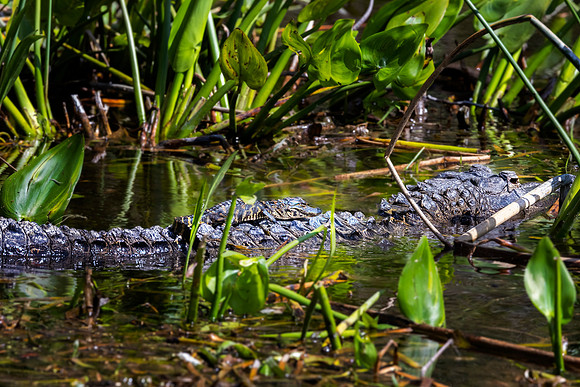 Edward Ball Wakulla Springs State Park , FL
