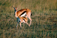 Maasai Mara National Reserve, Kenya.