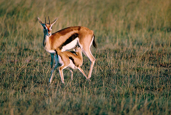 Maasai Mara National Reserve, Kenya.