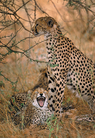 Samburu National Reserve, Kenya.