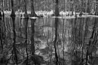 Lower Grand River swamp, Louisiana.