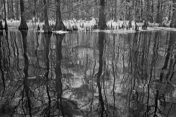 Lower Grand River swamp, Louisiana.