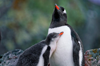 Antarctic Peninsula.