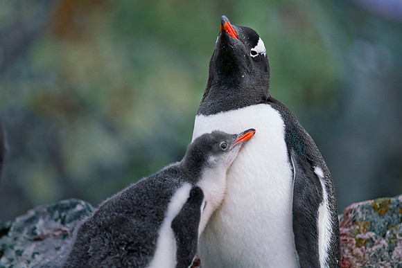 Antarctic Peninsula.